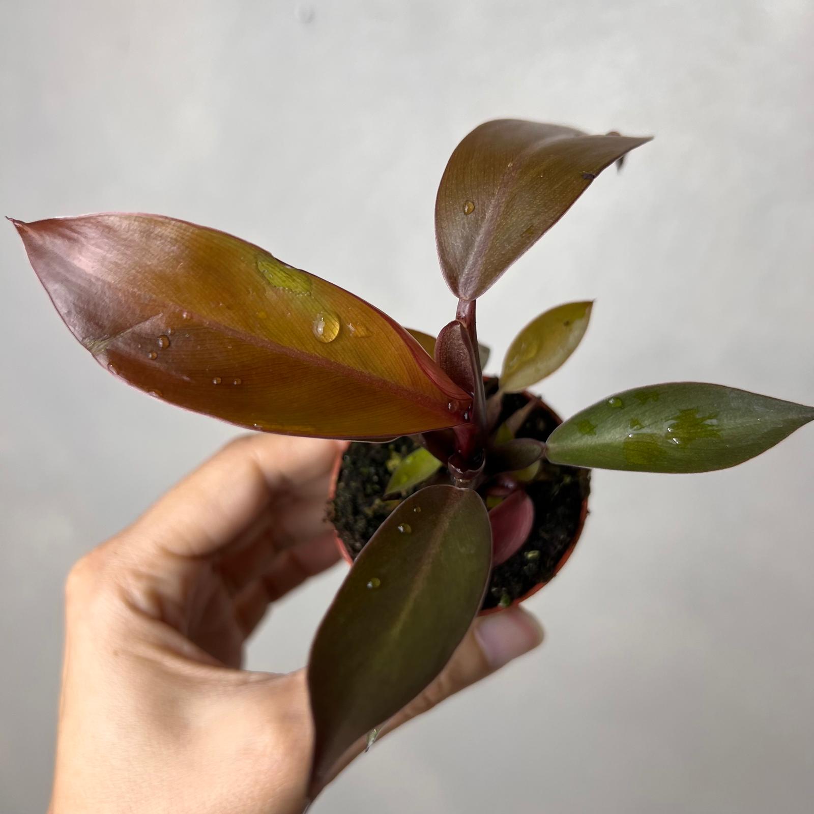 Baby Philodendron Red Sun